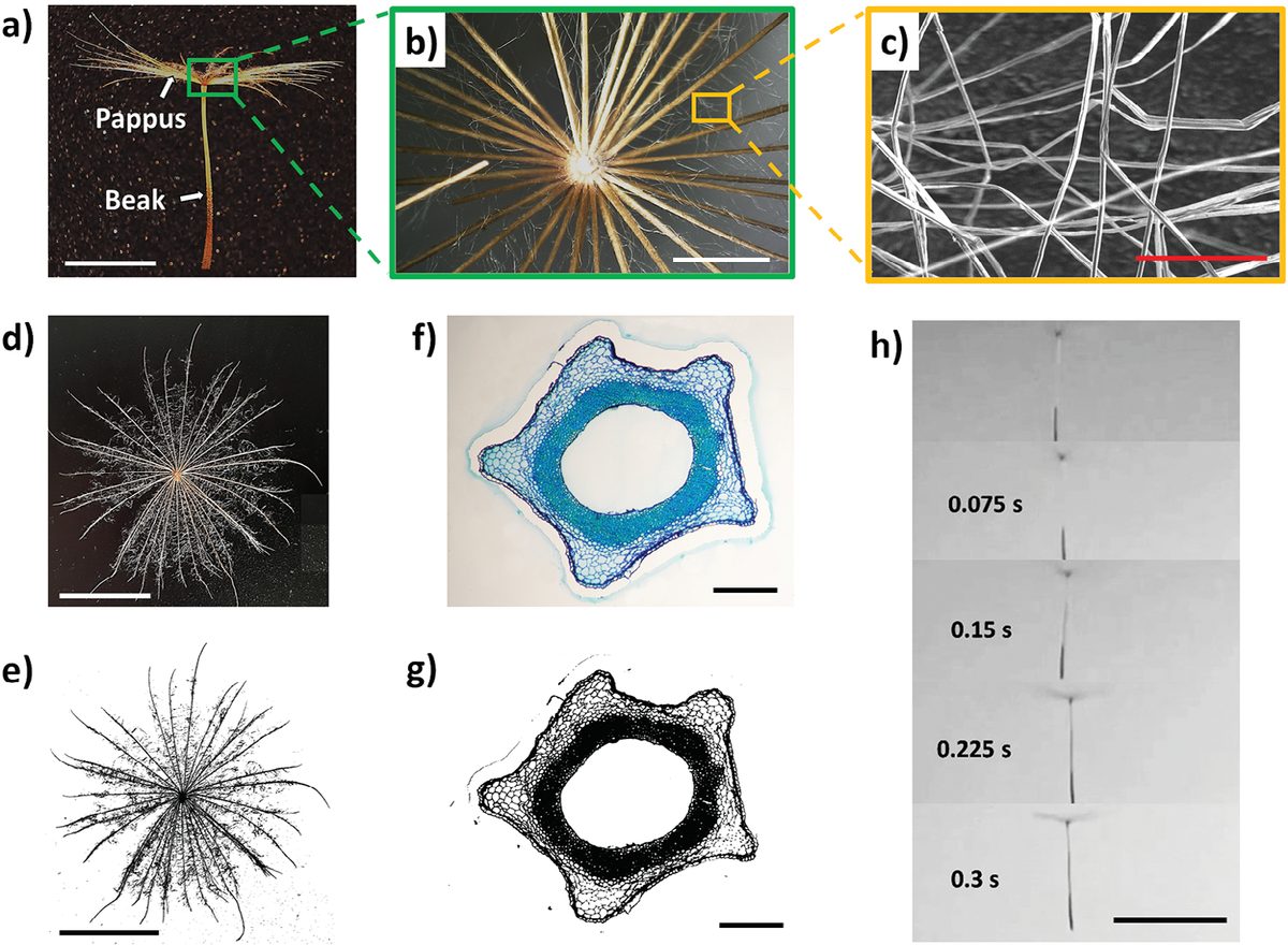 图1｜天然 Tragopogon pratensis 果实的形态学与空气动力学表征
