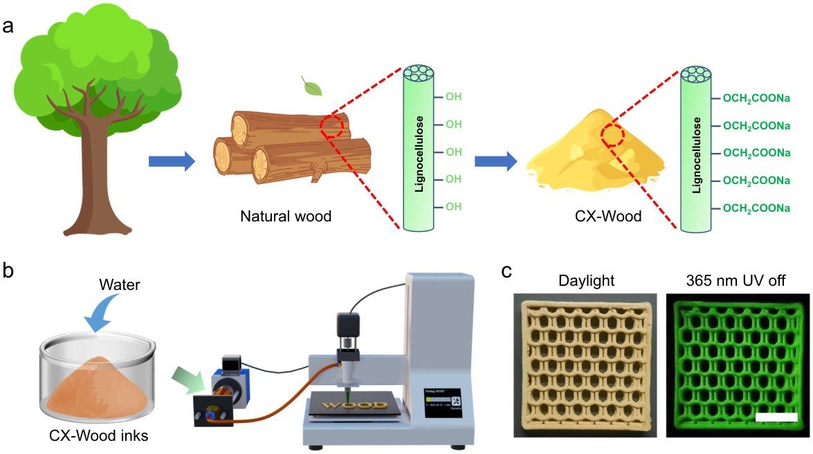 图1｜CX-Wood 的制备路径（对应原文 Fig. 1）